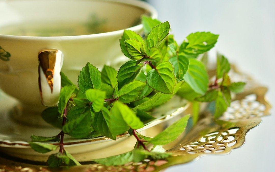 Formas de preparar las plantas medicinales